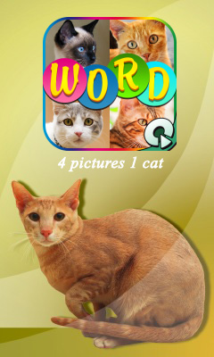Download free mobile game: 4 pics 1 cat - download free games for mobile phone